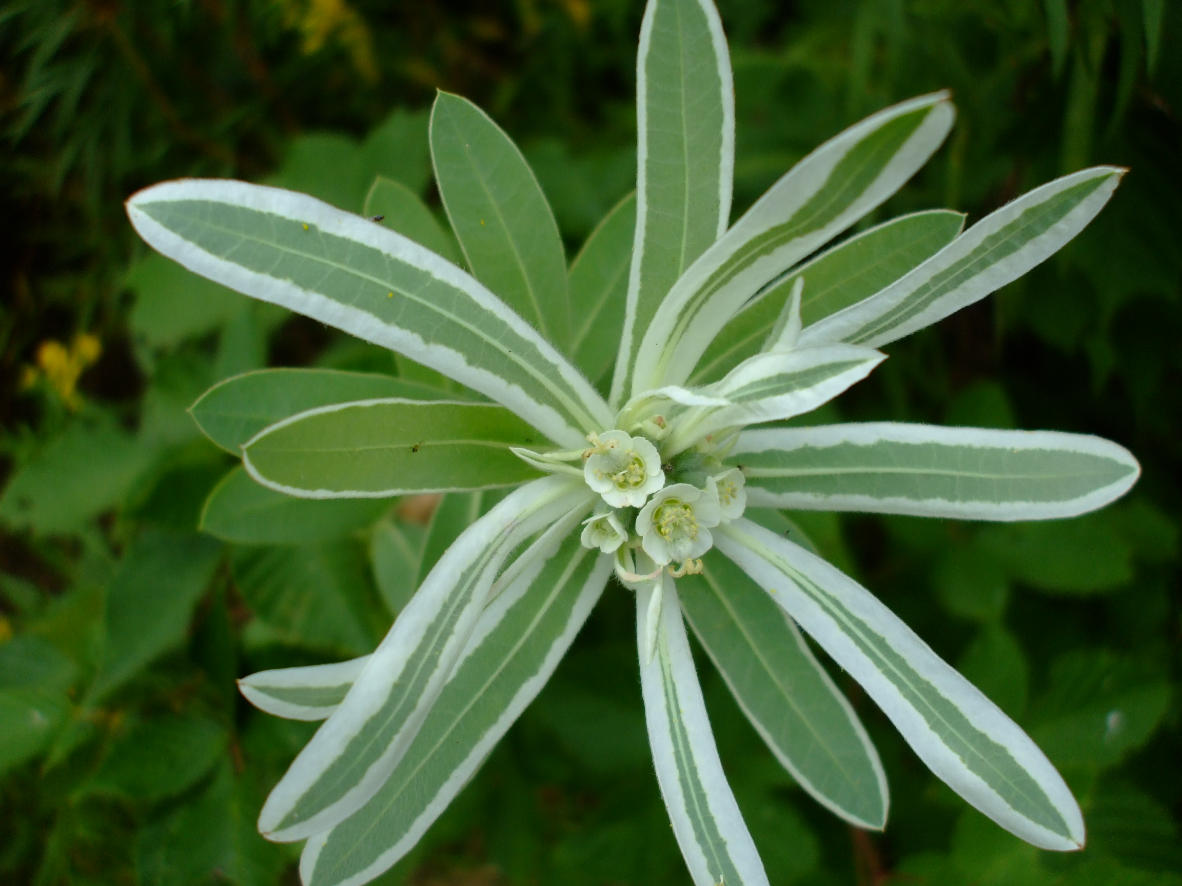 Euphorbia bicolor